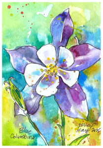 watercolor painting of blue columbine by emily weil