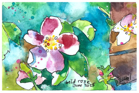 watercolor of wild rose by emily weil
